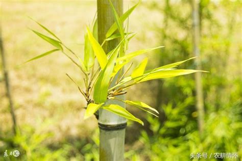 竹子開花|竹樹開花